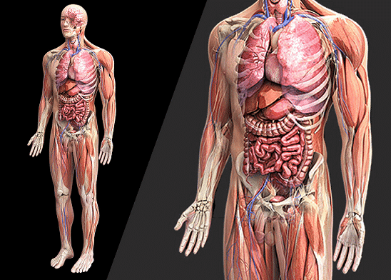 human anatomy atlas online free